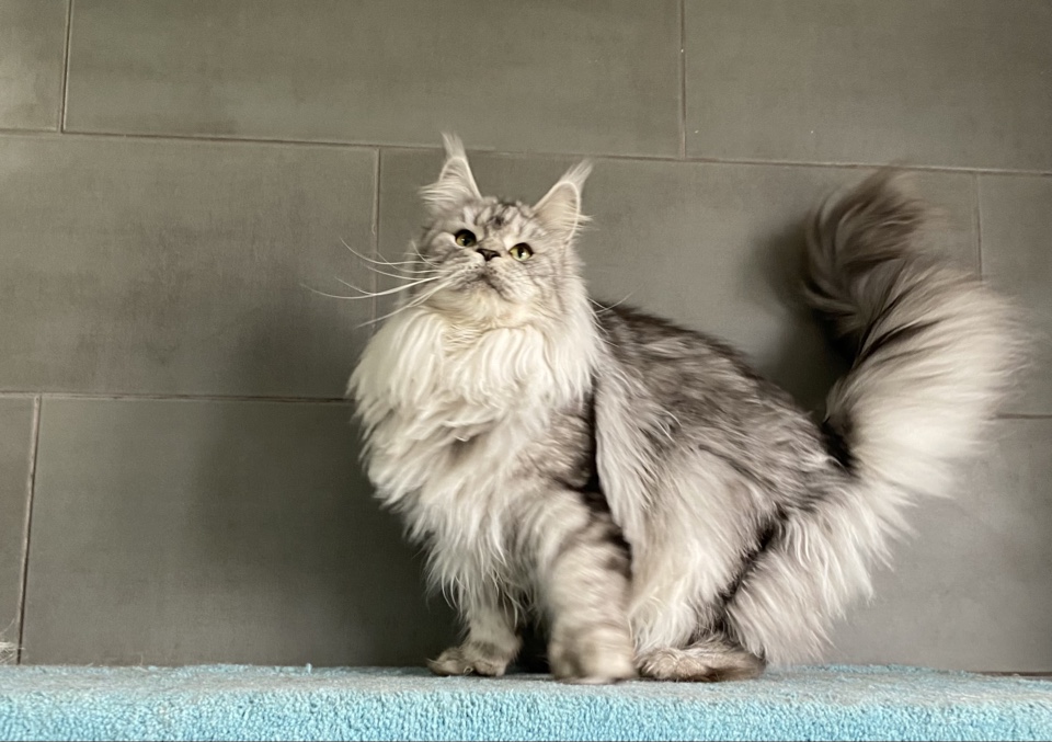 Gatto-Celesto-Sorbonne-7-foto-2.5-years