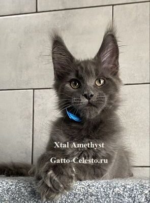 Gatto-Celesto-Xtal-Amethyst-1-foto-4.5-months [640x480]