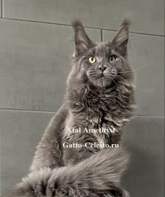 Gatto-Celesto-Xtal-Amethyst-1-foto-6-months [640x480]